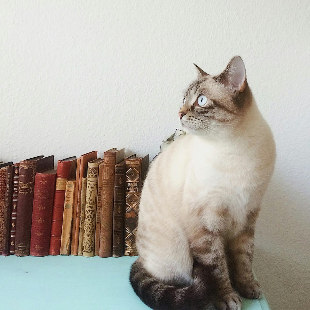 Abdullah Shafique avatar