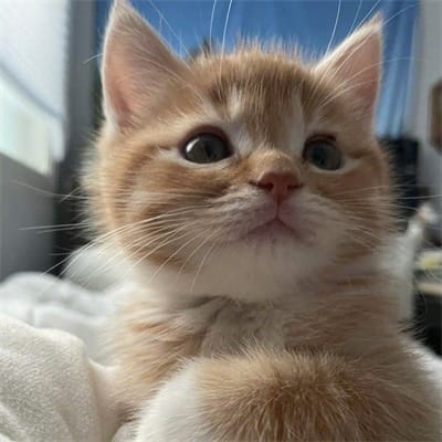 Khushdil Shah avatar